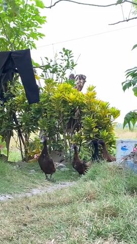 Several ducks are seen walking on a grassy path, with one duck in the foreground and two behind it. The ducks are brown and black. In the background, there are green bushes with yellow and green leaves. A black piece of clothing hangs from a wire on the left side of the frame. A small white and blue object is visible in the far right background. The sky is overcast.