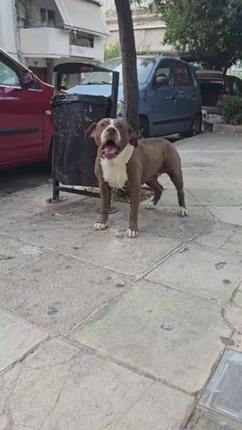 This video shows a brown and white pit bull standing on a paved sidewalk in Nea Ionia, Greece. The dog is looking at the camera with its mouth open, as if barking or panting. A large, black trash can is to the left of the dog, and a red car is parked behind it. In the background, there are more cars and a building. The scene appears to be set during the day, with overcast skies. The dog looks alert and energetic. There is no visible text in the video.