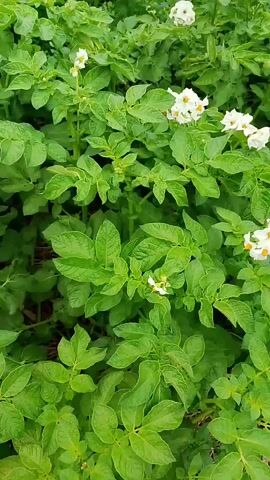 The video shows a close-up view of a potato plant field. The plants are lush and green, with several white potato flowers in bloom. The camera pans slowly across the field, highlighting the detail of the leaves and flowers. The lighting is natural, suggesting it was filmed outdoors during the day. There are no people visible in the video, and the focus is entirely on the natural beauty of the potato plants.
