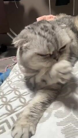 A grey and white tabby cat with folded ears lies on its side on a patterned pillow. The cat is grooming its left paw with its tongue. Its eyes are partially closed and its expression is relaxed. The background is out of focus but appears to be an indoor setting with furniture and some clutter.