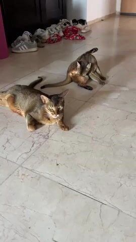 Two Abyssinian cats are on a marble-tiled floor in what appears to be a home. One cat is in the foreground, lying down with its front paws extended and looking directly at the camera with a serious expression. The other cat is in the background, sitting up and grooming itself with its hind leg in the air. In the background, there is a dark wooden cabinet and a collection of shoes, including sneakers and sandals, placed neatly on the floor in front of it. A bright pink object, possibly a yoga mat or a rolled-up rug, is also visible to the left of the cabinet. The lighting suggests it is daytime, and the scene is indoors, likely in a residential setting in Eilat, Israel.