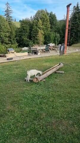 A white goat is drinking from a trough made of a hollowed-out log. The trough is supported by two smaller logs. The goat is standing on a grassy field. In the background, there are trees, a hill, some farming equipment, and a tall structure with a ladder. The sky is blue with some clouds.