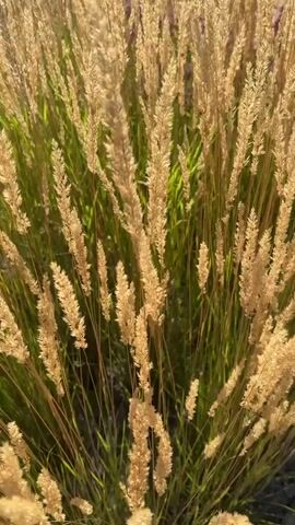 A close-up shot of tall, dry grass swaying gently in the wind. The grass is golden brown, with some green blades visible underneath. The sun is shining, casting a warm glow on the scene. The background is out of focus, suggesting a natural outdoor environment. There are no people or animals visible in the video.