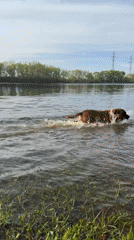 Dog plays in lake as daily life unfolds in Chaikovsky