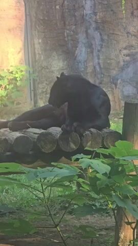 A black panther is grooming itself on a wooden platform in an enclosure. The panther is lying on its side, with its back to the camera, and is licking its front leg. The platform is made of several logs laid side-by-side. Behind the platform, there is a rock wall with some plants growing on it. In the foreground, there are some green leaves. The lighting suggests it is daytime, possibly with artificial lighting in the enclosure.