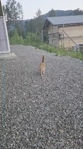A ginger cat with a striped tail walks on a gravel path. The cat is facing the camera and is in focus. In the background, there is a wooden house, trees, and a hill. The sky is visible and appears to be overcast.
