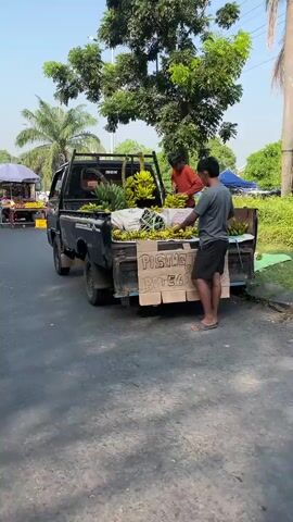 The video shows a black pickup truck parked on the side of a paved road. The truck bed is filled with a large quantity of bananas. Two young men are attending to the bananas. One man, wearing an orange shirt and black pants, is seen handing a bunch of bananas to another man. The second man, wearing a gray t-shirt and black shorts, is standing at the back of the truck and appears to be arranging or selling the bananas. A cardboard sign with writing on it is attached to the back of the truck. In the background, there are trees, other vehicles, and what appears to be a market stall with an umbrella. The environment seems to be outdoors in daylight, likely in a tropical or subtropical region given the vegetation.