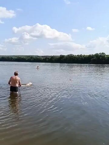 A wide shot shows a man standing in shallow water near a riverbank. He is facing away from the camera, wearing dark swim trunks, and appears to be holding a leash or tether connected to a dog that is swimming in the water beside him. Further out in the river, another person is visible swimming. The river is wide with a tree-lined bank on the far side. The sky is blue with scattered white clouds. The sound of people talking and the dog barking is audible.