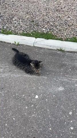 A tabby cat lies on asphalt near a gravel and grass area separated by a concrete curb. The cat is looking towards the camera. The video is taken from a high angle.