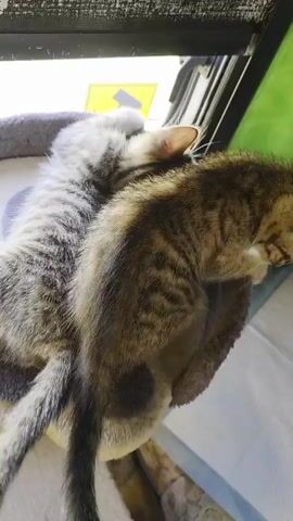 Two kittens are sleeping on a plush cat tree. The kitten in the foreground is a tabby and is curled up facing to the right. The kitten in the background is a gray tabby and is lying on top of the foreground kitten, facing to the left. The cat tree is next to a window with blinds.