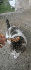 Cat anticipates meal as owner offers cooked chicken