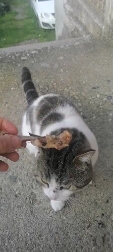 Cat anticipates meal as owner offers cooked chicken