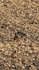 Ducks spotted in plowed field near Milan