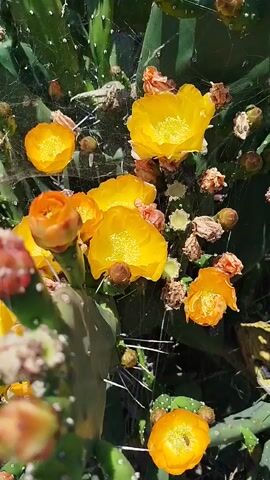 A close-up video shows a prickly pear cactus with bright yellow and orange flowers and buds. The cactus pads are green and covered in sharp spines. Some of the flowers are fully bloomed, while others are still in bud form or have dried petals. Thin strands of spiderweb are visible among the cactus pads and flowers. The background is blurred but appears to be a sunny outdoor environment with dry vegetation. The video is shot from a slightly elevated angle, looking down onto the cactus.