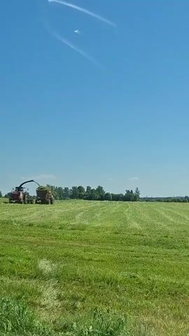 A red agricultural machine with a loader is harvesting green crops in a vast, sunlit field. The machine is actively loading the harvested material into a trailer pulled behind it. The field is predominantly green, with evidence of recent mowing as indicated by shorter grass in the foreground and rows of cut material. The sky is a clear, bright blue with a few wispy white clouds. In the middle ground, several white storks are visible walking or standing in the field. The scene suggests agricultural activity taking place on a warm, clear day in a rural setting.