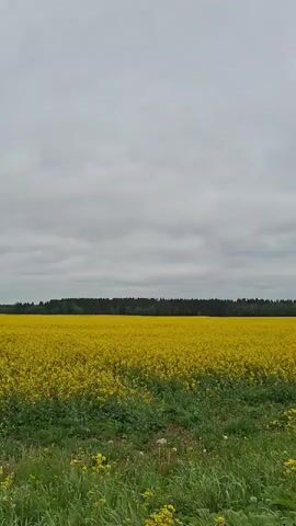 The video shows a field of yellow rapeseed flowers under a cloudy sky. In the distance, a dark green line of trees marks the horizon. A narrow strip of green grass is visible in the foreground. The camera pans slightly to the right, revealing a few buildings in the far distance.