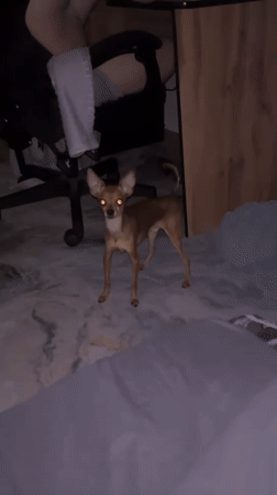 Quiet evening pet moments captured in Chaikovsky home