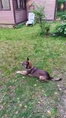 A brown and black dog is lying on the grass in front of a house. The dog is looking to the left. The house has pink siding and a brown roof. There is a white chair and some plants in the background. The grass is green and there are some fallen leaves on the ground. The video is shaky and the image quality is low.