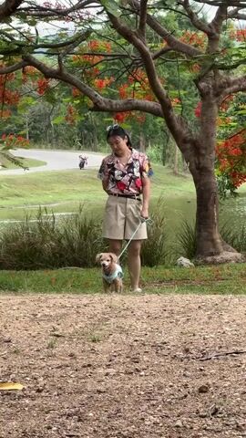 A woman and a small, tan dog are standing at the edge of a grassy area next to a pond. The woman is wearing a collared shirt with a Disney theme, beige shorts, and sunglasses resting on top of her head. She is holding a light blue leash attached to the dog, which is wearing a blue harness. The woman puts her hand to her mouth.  Behind them is a large tree with red flowers. The background includes a green lawn, a winding road with a scooter driving on it, and other trees. The ground in the foreground is a mix of dirt and small stones.