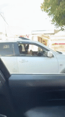 Woman and Yorkshire Terrier captured in casual moments around Puebla