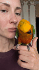 Woman and Sun Conure parrot captured in domestic scenes