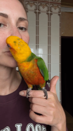 Woman and Sun Conure parrot captured in domestic scenes