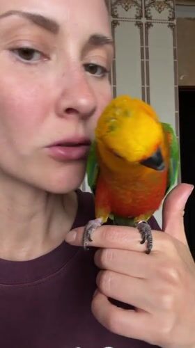 Woman and Sun Conure parrot captured in domestic scenes