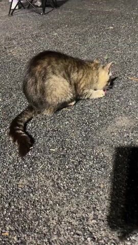 A tabby cat is shown on a gravel surface, eating a pink object. The cat is facing away from the camera and is crouched down to eat. The background shows some blurry objects, including what appears to be a chair and a shadow. The lighting suggests it may be nighttime.
