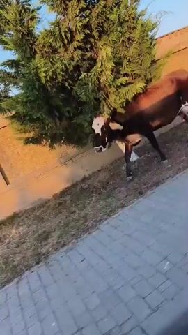 A cow with brown and white markings stands in an outdoor area. The cow is facing the camera with its head turned to the side. A tree with green foliage is behind the cow. A wall made of stone and brick is also visible behind the cow and tree. The ground in front of the cow is paved with stones, and then transitions to asphalt. The sky is a clear blue, and the sun is casting a warm glow on the scene. In the distance, there are buildings and a truck.
