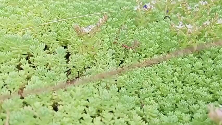 The video shows a close-up, panning shot of a ground cover plant with small, light green, succulent leaves and tiny white flowers. Some of the flower clusters are in bud form and are tinged with pink. A few thin, brown dried plant stems are visible crossing over the green foliage. The focus shifts slightly throughout the video, with some areas appearing more blurred than others. The overall impression is of a dense, low-growing plant, likely in a garden or natural setting.