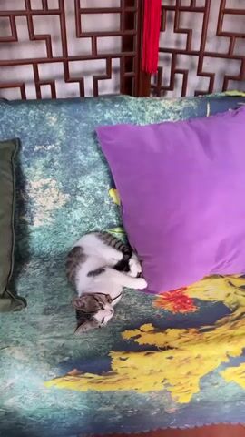 A kitten is playfully rolling on a couch. The kitten is white and gray tabby. It is lying on its back next to a large purple pillow, kicking its legs in the air. The couch has a colorful patterned fabric. In the background, there is a wooden screen and a red tassel hanging.