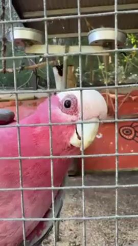 The video shows a close-up of a Galah in a wire cage. The bird has pink feathers on its body and a white head. It is looking towards the left side of the frame with its beak slightly open. Behind the cage, there is a red wall with an Aboriginal-style painting on it. The background also shows green trees and some cage fixtures.