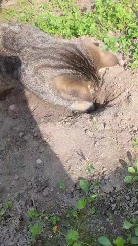 A tabby cat is digging in the dirt. The cat's head is lowered and buried in a hole it is creating. The surrounding environment is outdoors with green plants and dirt visible. Sunlight casts a shadow across the dirt.
