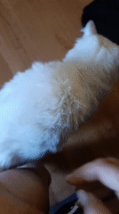 Morning routine with pets and breakfast captured in Brovary