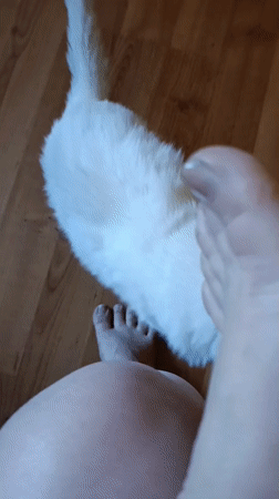 Morning routine with pets and breakfast captured in Brovary