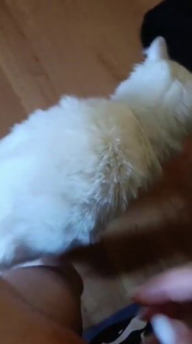 Morning routine with pets and breakfast captured in Brovary