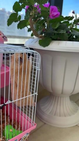 A stationary, waist-up shot reveals a hamster in a cage, positioned near a large white flower pot. The hamster, a light-brown color, is standing on its hind legs, pressing against the bars of its white and pink cage. The cage contains bedding and a small green ball. Next to the cage is a large white flower pot, filled with green foliage and vibrant pink flowers. In the background, a window offers a view of a blue sky with visible buildings in the distance.