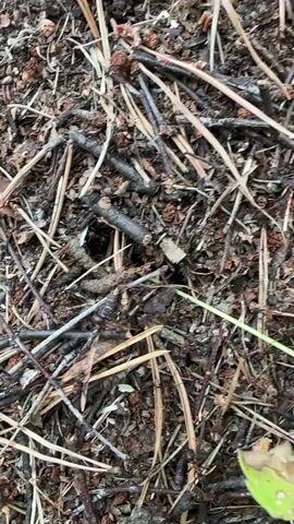 The video pans across the forest floor, focusing on the entrance to an anthill. The camera then zooms out to reveal the entire anthill, a large mound of pine needles and debris, nestled amongst trees and undergrowth. The scene is natural and appears to be in a wooded area.