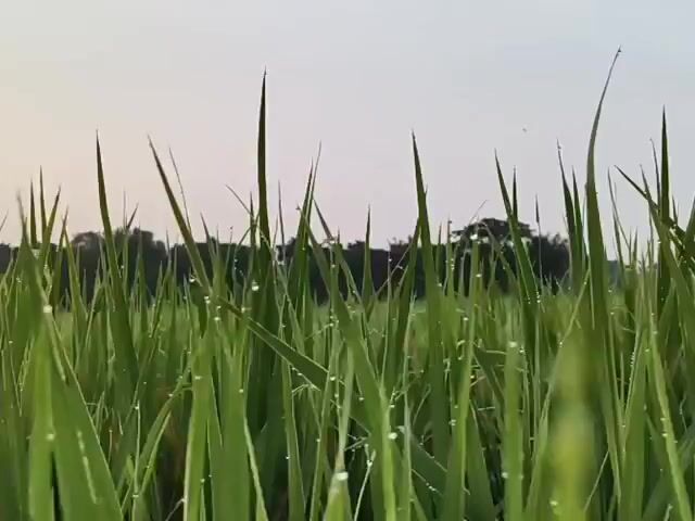 The video displays a close-up view of a field of tall, green grass with dew drops on the blades. The camera angle is low, looking up through the grass towards a hazy sky. In the background, a line of trees is visible against the pale sky. The lighting suggests it is either early morning or late evening. There are no people or animals visible in the video, and no actions or interactions are occurring. The environment appears to be natural and undisturbed.