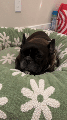French Bulldog rests in floral bed, Bermuda Dunes