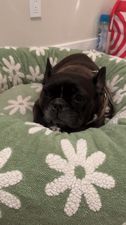 French Bulldog rests in floral bed, Bermuda Dunes