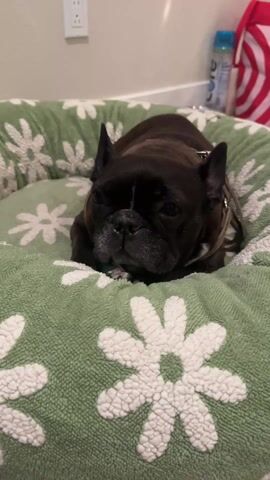 The video shows a dark-colored French Bulldog lying in a round dog bed with a green and white floral pattern. The dog is mostly black with some white fur on its muzzle and chest. It has a brown collar and is lying with its head resting on its paws. A hand with a tattoo on the wrist comes into the frame and gently pets the dog on the head and behind the ears. The background includes an electrical outlet on a light-colored wall, a bottle, and a red and white striped bag. The lighting is bright and even.