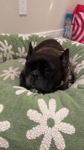 French Bulldog rests in floral bed, Bermuda Dunes