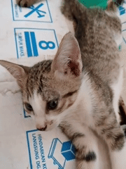 Man and kitten documented in Bukit Ketok residence