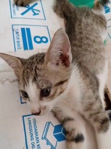 Man and kitten documented in Bukit Ketok residence