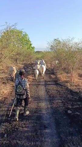 A boy, wearing a camouflage jacket, dark pants, and green rubber boots, walks along a dirt path, herding a group of cows. He carries a stick and a backpack adorned with what appears to be text, though it is not fully legible. The cows, mostly light-colored, walk ahead of him in a line. The scene is set in a rural, outdoor environment with dry brush and scattered trees lining the path. The sky is clear and blue, suggesting a sunny day. The time of day appears to be morning or late afternoon due to the angle of the sun and the long shadows cast. The landscape hints at a dry season. The boy's posture and the movement of the cows suggest a routine activity, likely the movement of livestock to pasture or to a watering hole. The overall mood is serene and pastoral. The location context provided is Sumberwaru, Indonesia, which aligns with the visual cues of the vegetation and the livestock.