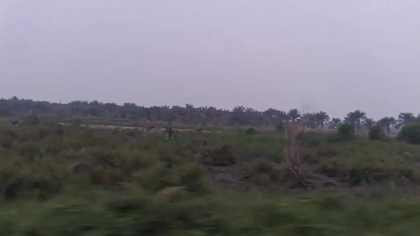 A video captures a landscape view from a moving vehicle. The scene is dominated by a hazy, overcast sky, suggesting a cloudy or smoggy atmosphere. In the middle ground, a plantation of palm trees stretches across the horizon, appearing as a dark, dense line against the lighter sky. The foreground consists of rough, uncultivated land with patches of green scrub and bushes. Some of the palm trees in the distance appear sparser, with some dead or dry trees visible among them. The blurriness of the foreground vegetation indicates the vehicle's movement. The overall impression is of a rural or agricultural setting, possibly a plantation area, viewed during daylight hours under diffused light. There are no people or discernible structures visible in the video.