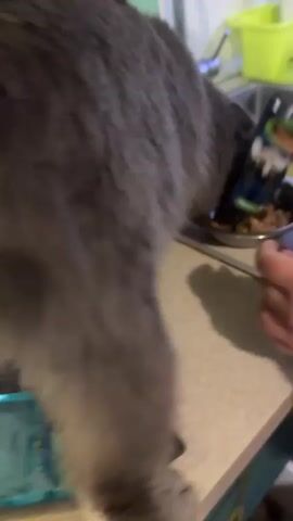 The video shows a gray cat eating from a metal bowl on a counter. A person's hand is visible in the top left of the frame, and a portion of a sink with a faucet is in the background. The cat is actively eating wet food from the bowl.
