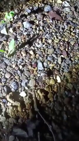 The video presents a close-up, low-angle view of rocky ground, illuminated by an artificial light source at night. The ground is densely covered with small, irregular pebbles and stones of varying colors, including shades of brown, gray, white, and reddish-purple. Some patches of dirt are also visible between the rocks. A small, green plant with a few leaves can be seen on the left side of the frame. A thin, dark twig or piece of debris lies on the ground in the lower center. A small, light-colored object, possibly an insect or small animal, is seen moving across the pebbles from left to right. The illumination creates strong shadows, highlighting the texture of the rocky surface. The scene is outdoors, likely in Cookson, United States.