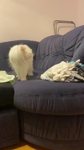 A white cat stands on a navy blue couch. The cat is facing the camera and looking down. To the left of the cat, there are some green fabric items. To the right of the cat, there is a pile of white and gray clothing. The couch is in a dimly lit room.
